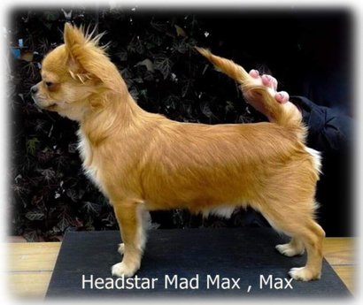 Headstar Mad Max , Max