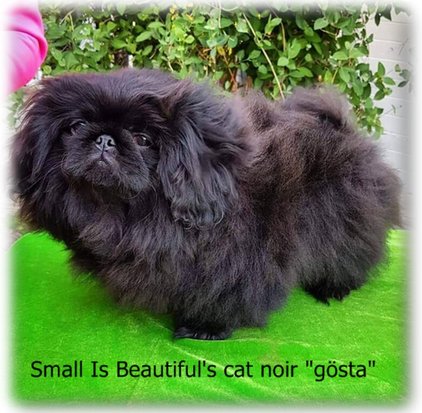 Small Is Beautiful's cat noir "gösta"