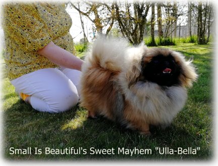 Small Is Beautiful's Sweet Mayhem "Ulla-Bella"